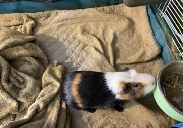 X2 Bonded Male Guinea Pigs