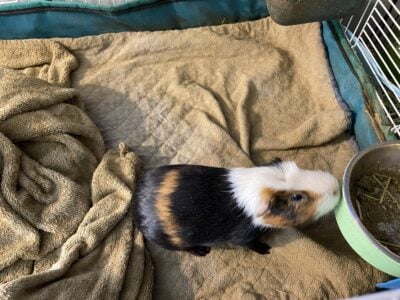 X2 Bonded Male Guinea Pigs
