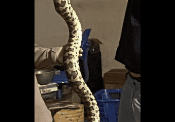 Snake 9 foot jungle / carpet python