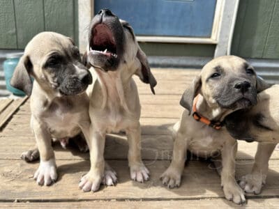 Ladner Black Mouth Cur Puppies