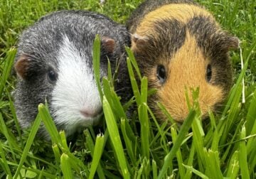 Guinea pigs and all accessories