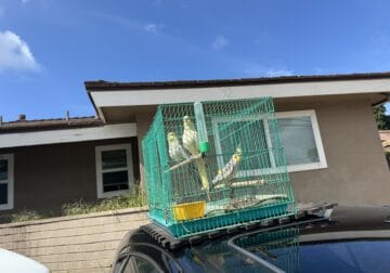 3 Cockatiel birds with cage.