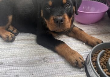 Rottweiler Puppy (13 weeks)