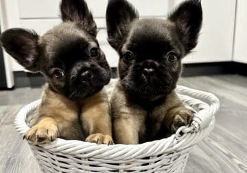Two fluffy french bulldogs
