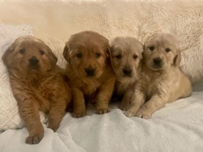 Golden retriever, puppies