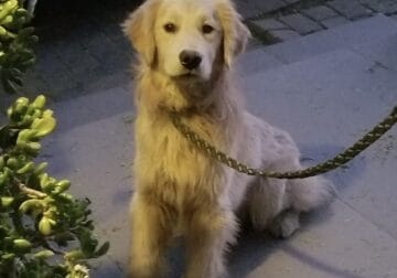 Purebred 1 year old golden retriever needs home!
