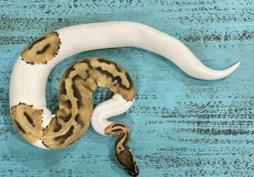 Two Unique Ball Python Snakes (Male and Female)