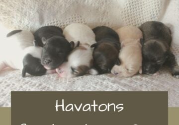 Coming Soon – Havaton Puppies