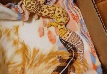 Albino Leopard Gecko for Sale