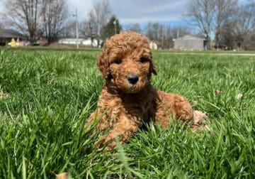 F1b Labradoodles – 4 males and 2 females