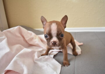 Frenchton Puppy (male)