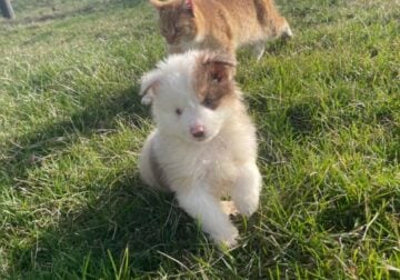 Miniature Australian Shepherd – Gizmo