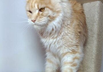 Handsome Maine coon boy for breeding or as a pet