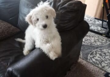 Miniature poodle puppy (Potty trained)