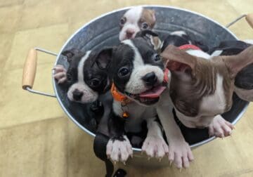Viral Boston Terrier Puppies