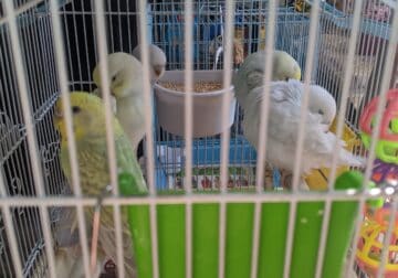 Selling 2 month old parakeets
