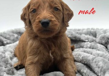 Goldendoodle male red collar