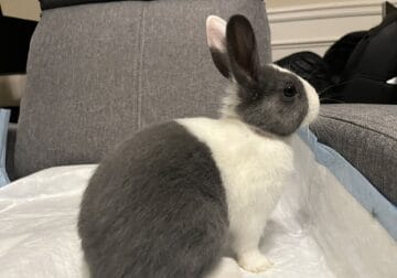 Cute and Friendly Rabbits