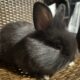 Cute bunny | PetClassifieds.com