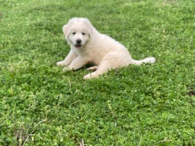 Great Pyrenees – Livestock Guardian Dogs
