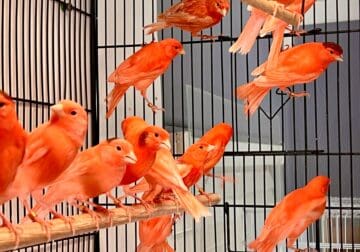 Red Factor Canaries for Sale