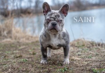 Meet Saint!
