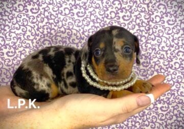 Mini Dachshund puppies for Sale