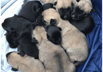 Mallinois puppies need good homes