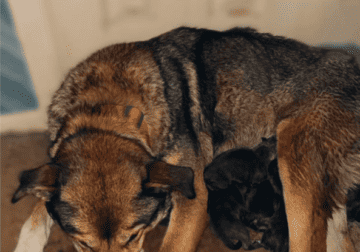German Shepherd/Husky/Pitt mix puppies
