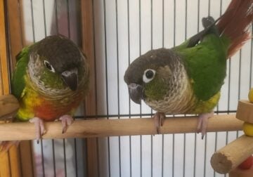 Green Cheek and Pineapple Conures