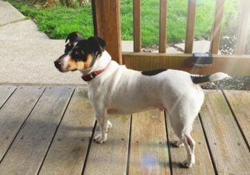 Jack Russell looking for a home