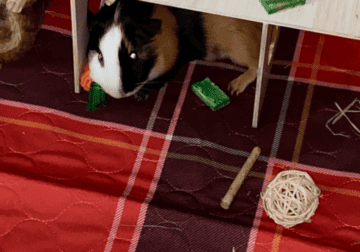 Guinea Pig Rehoming