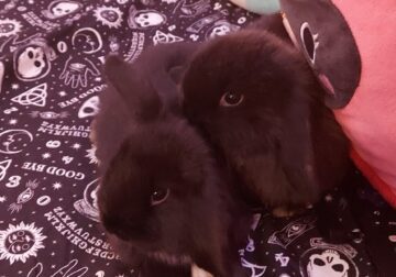 HOLLAND LOP RABBITS AVAILABLE