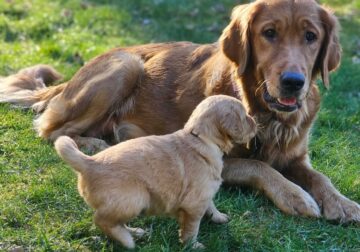 Family Raised AKC Golden Retriever Puppies