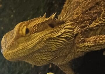 Adult female bearded dragon for sale