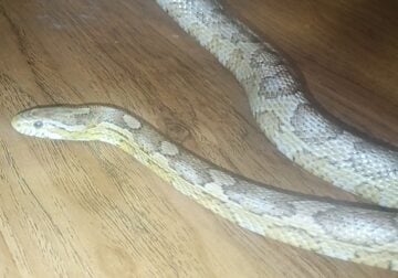 Young albino glossy snake for sale beautiful