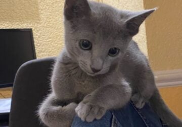 Merry Russian Blue Cats for sale