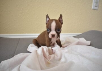 Frenchton Pup (male)