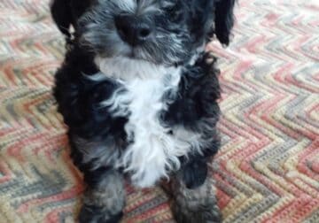 Mini Shih-Poo Puppies! Available Now! $800