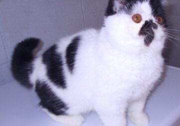 Black/white Exotic short hair male kitten