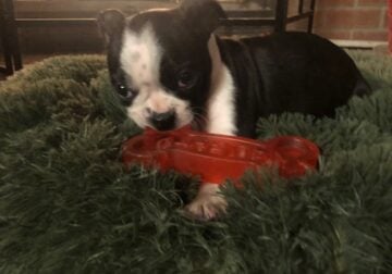 Papered Boston Terrier Puppy Ready to Go!