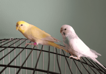 2 Female Parakeets