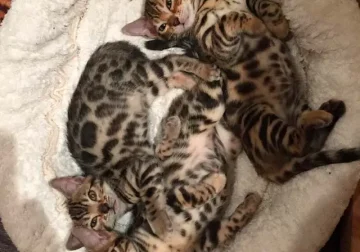 Beautiful Bengal Kittens for sale