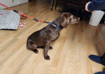 4 month old female brown lab