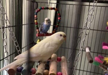 2 birds w/cage and toys