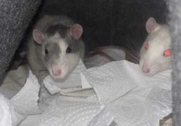 Two male rats including a starting cage!