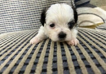 “Adorable Maltese Shih Tzu Puppies for Sale! We h