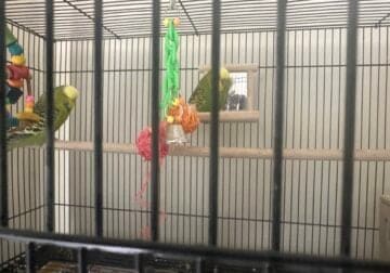 English parakeets