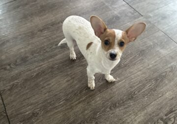 Male 4 month chiweenie