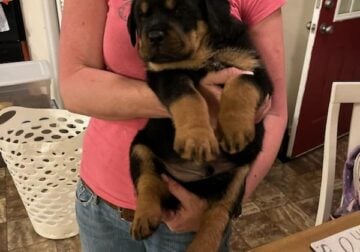 Superbred rottweilers puppies